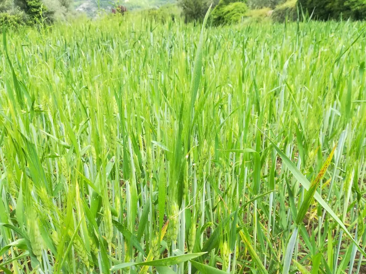 Agricampeggio U Beriun Hotel Onzo